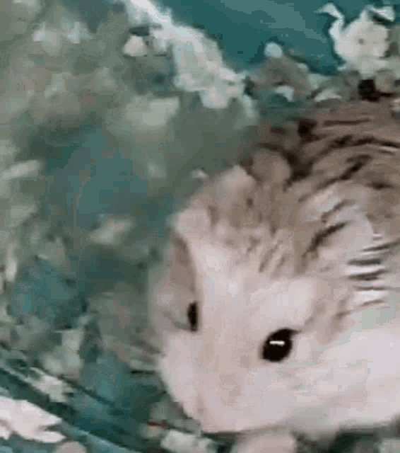 a close up of a hamster sitting on a bed looking at the camera .