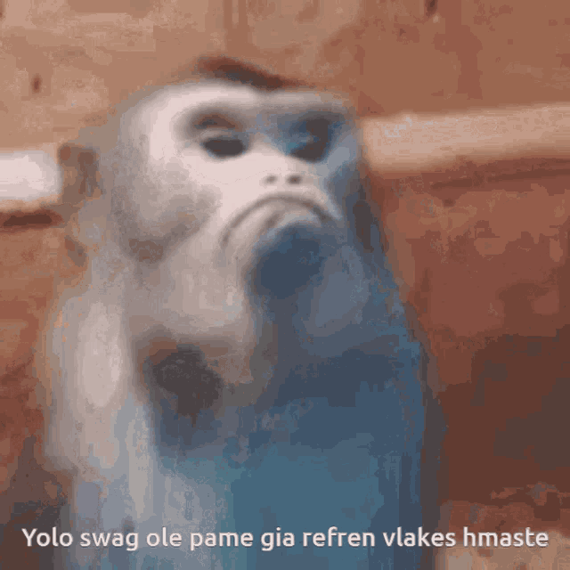 Gool Monkey GIF - Gool Monkey 2j GIFs