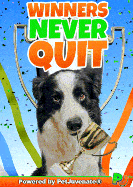 a border collie holding a trophy with the words winners never quit above it