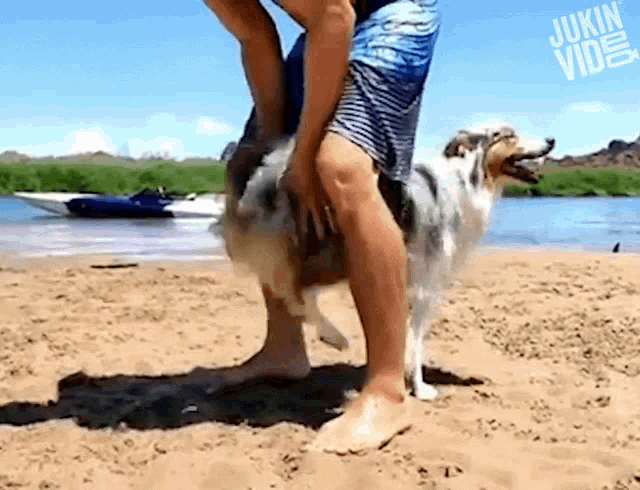 a man is carrying a dog on his back on the beach .