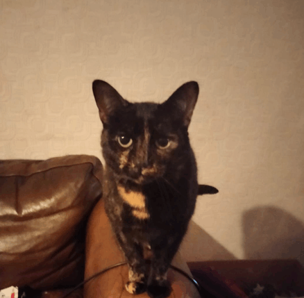 Cat Omg GIF - Cat Omg GIFs