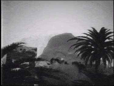 a black and white photo of palm trees and a sign that says ' tropicana '