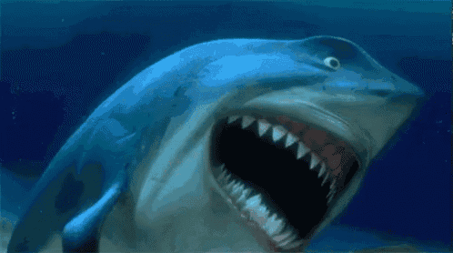 a shark with its mouth open looks at the camera