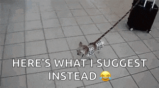 a dog is tied to a suitcase with a leash .
