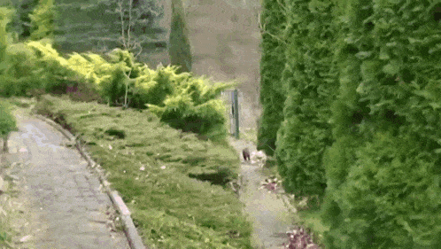 a squirrel is walking down a path surrounded by trees .