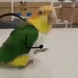 Happy Dance Parrot GIF - Happy Dance Parrot Bird GIFs