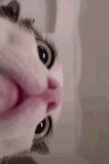 Cat Curious GIF - Cat Curious Curious Cat GIFs