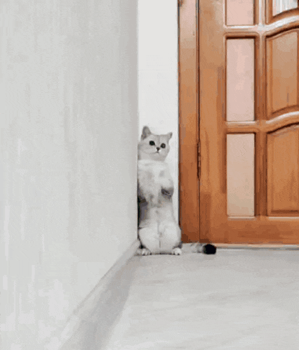a cat peeking out from behind a wall