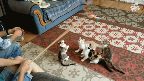 Cute Cat Kittens GIF - Cute Cat Kittens Playing GIFs