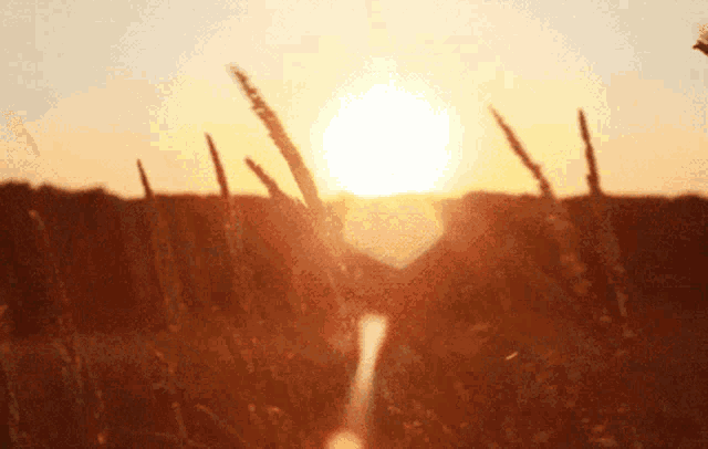 a person making a heart shape with their hands while the sun shines through the grass