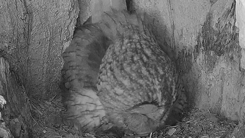 Incubating Tawny Owl GIF