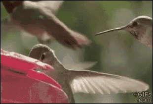 a hummingbird is sitting on a pink flower and looking at another hummingbird