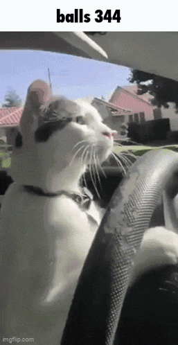 a cat is sitting in the driver 's seat of a car looking out the window .