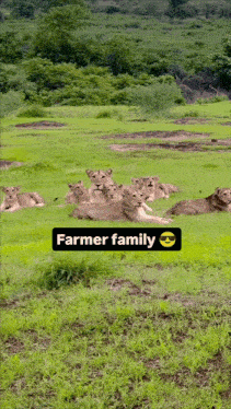 a group of lions laying in the grass with a farmer family sticker on the bottom