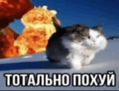 a cat is sitting in the snow in front of a large fire .