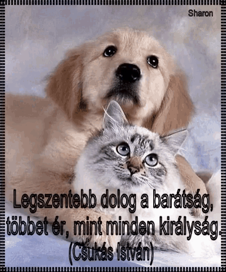a picture of a dog and a cat with sharon written on the top