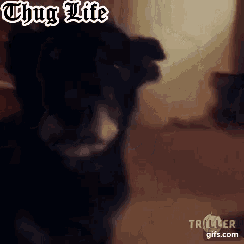Dog Thug Life GIF - Dog Thug Life Original GIFs