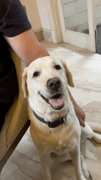 a man is petting a dog that is sitting on the floor and smiling at the camera .