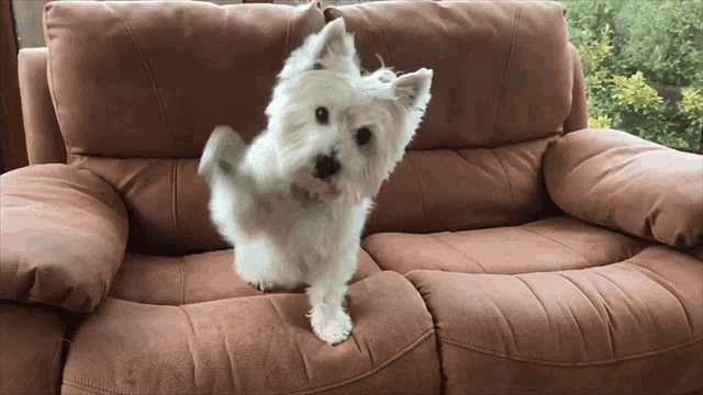 a small white dog is standing on a brown leather couch