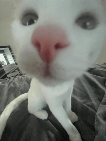 Cat Cats GIF - Cat Cats White Cat GIFs