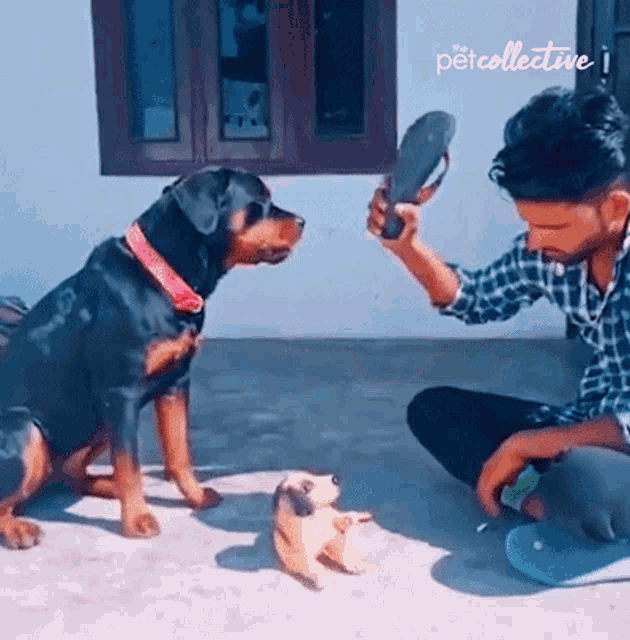 Dont Hit It The Pet Collective GIF - Dont Hit It The Pet Collective Dont Do It GIFs
