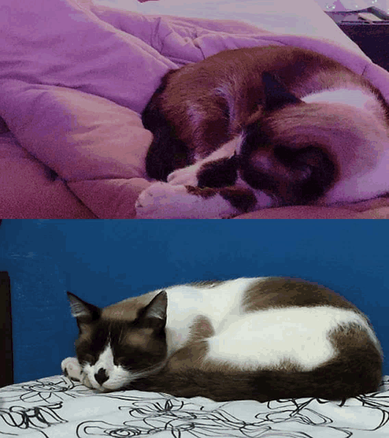 a cat laying on a bed next to another cat