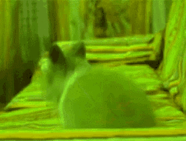 a cat is laying on a bed with a green blanket .