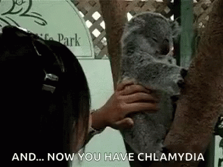 Koala Chlamydia GIF - Koala Chlamydia Koalas GIFs