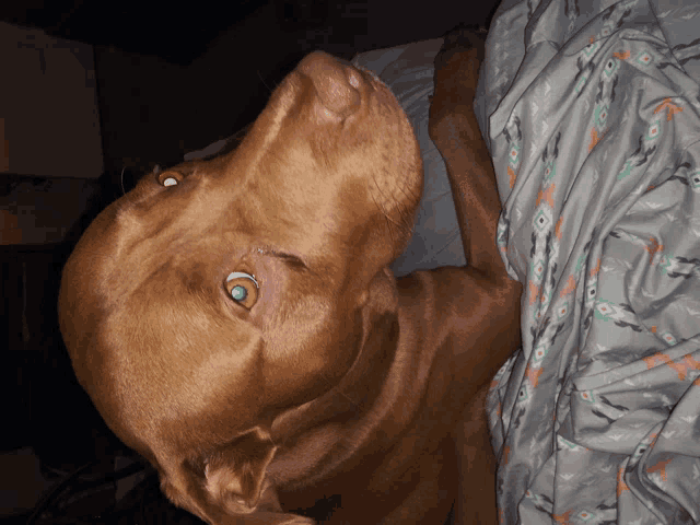 a brown dog laying on a bed with a blanket on it