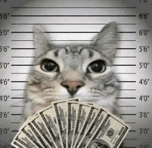 a cat holding a fan of money in front of a police lineup