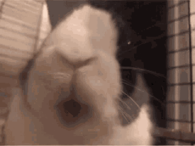 Bunny Pfb GIF