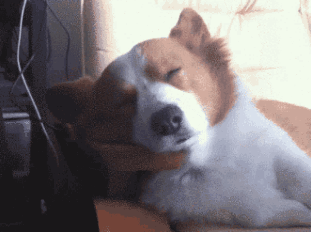 a brown and white dog is sleeping on a bed