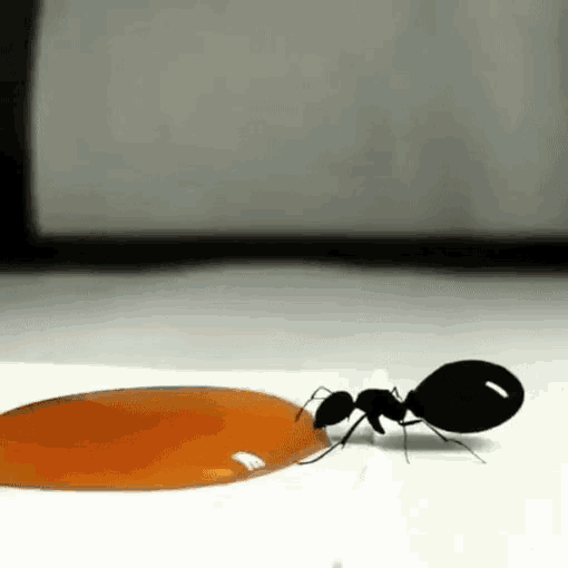 Ant Honey GIF - Ant Honey Antdrinkinghoney GIFs