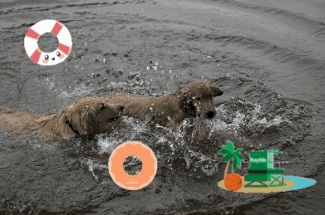 two dogs are swimming in the water with a life preserver and a donut