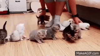 Cute Kittens GIF - Cute Kittens Kitty GIFs