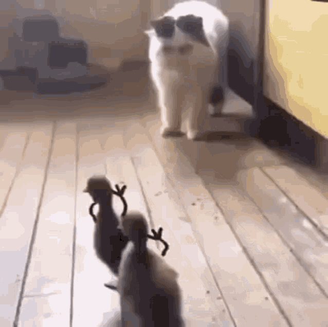 Duck Chase Cat GIF - Duck Chase Cat GIFs