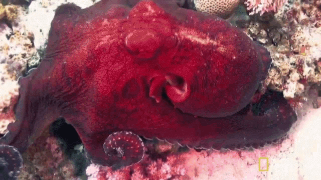 Disguise Animal Armory GIF - Disguise Animal Armory Octopus GIFs