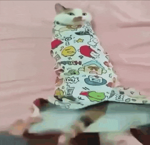 a person is holding a cat wrapped in a blanket on a bed .
