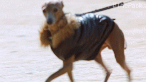 Walking The Pack GIF - Walking The Pack Sweater GIFs