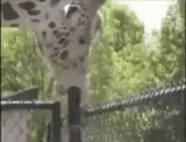a dalmatian standing in front of a fence with trees in the background .
