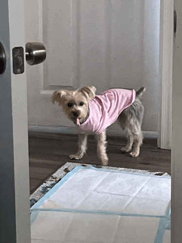 a small dog wearing a pink shirt is standing next to a door