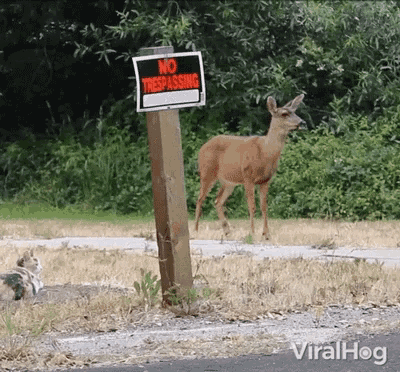 a deer is standing next to a no trespassing sign