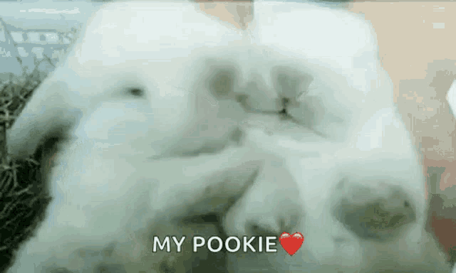 a close up of a white rabbit with the words `` my pookie '' above it .