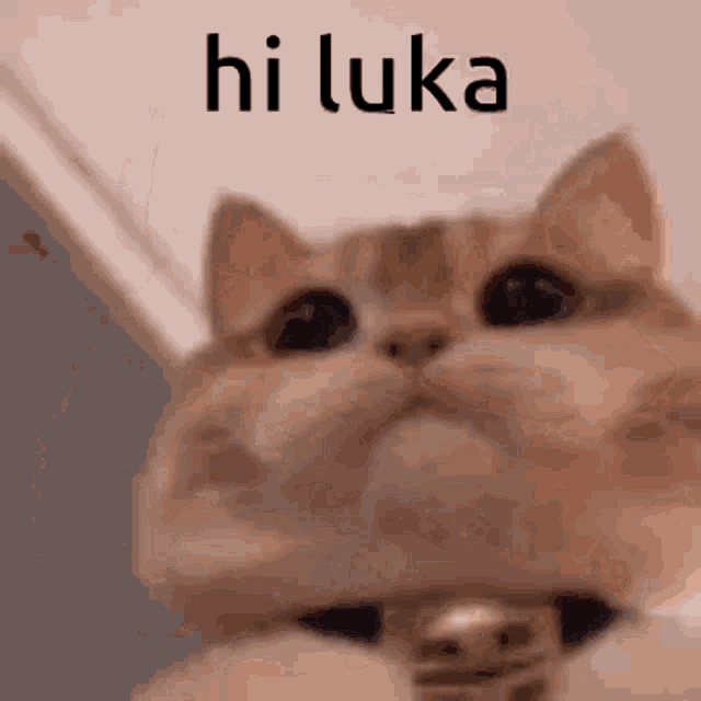 a close up of a cat 's face with the words hi luka written on it .