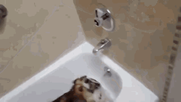 Test 2 GIF - Cute Dog Bath Time GIFs