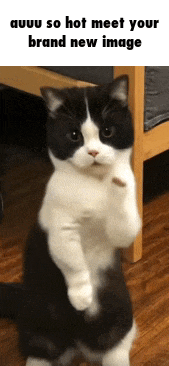 a black and white cat standing on its hind legs with a caption that says " auuuu so hot meet your brand new image "