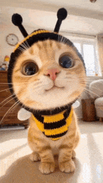 a cat is wearing a bee costume and looking at the camera