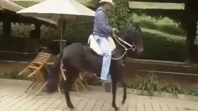 Tapdancing Horse GIF - Tapdancing Horse Marvin GIFs