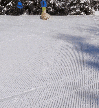 a dog laying on a snowy slope with a blue sign behind it