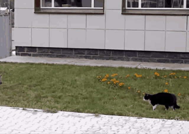 a black and white cat walking in the grass near a building